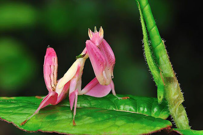 Animals most unexpected colors