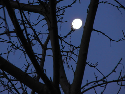 Early Morning Moon _ 9089