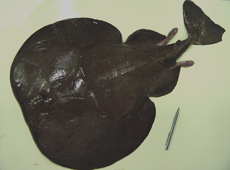 zwarte sidderrog (torpedo nobiliana)