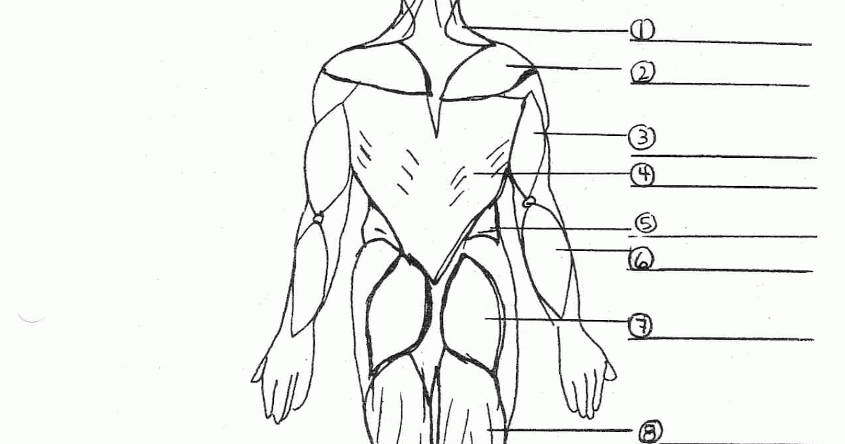 Musclular System Labeled Back : Muscular System Facts For Kids : The