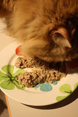 Jasper's stinky goodness cake