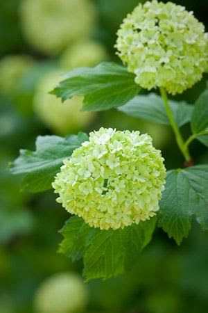 Viburnum opulus 'Sterile' aka snowball bush aka guelder rose