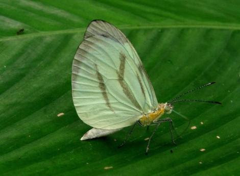 Enantia lina Por; Flickr