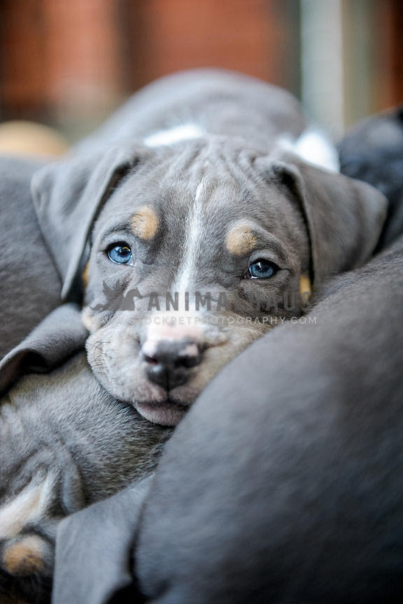 Tri Color American Staffordshire Terrier englshand