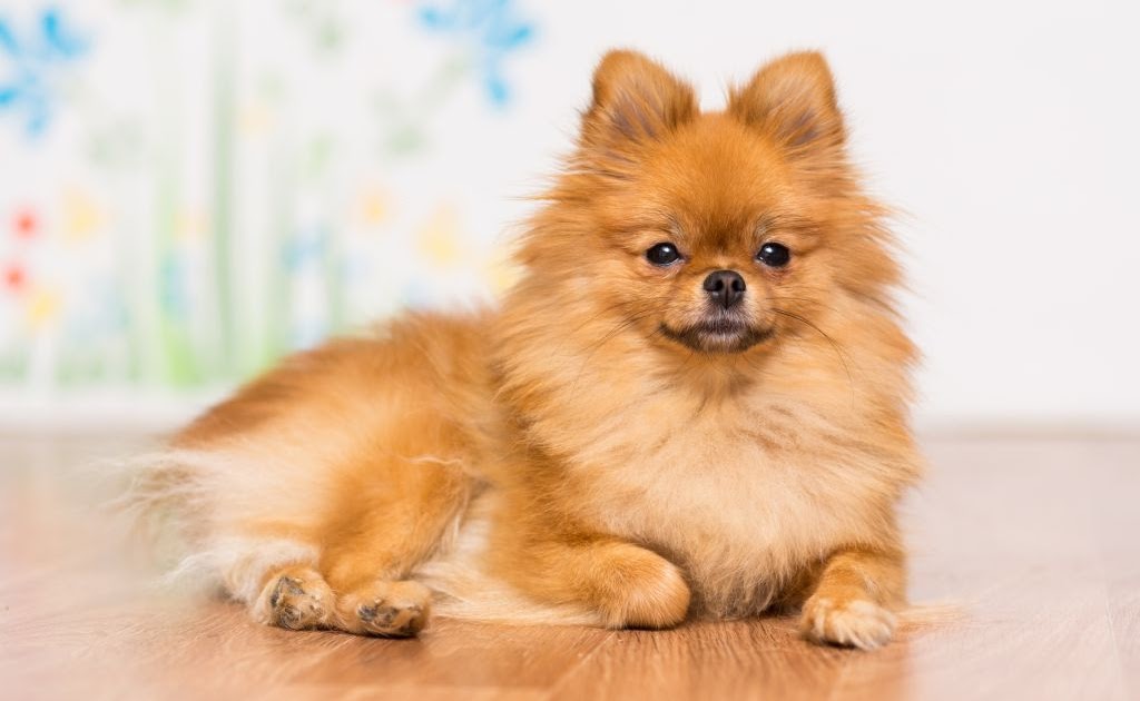 owalo design Spitz Hunde Kaufen