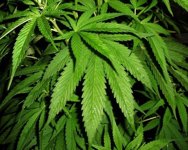 какие растения похожи на марихуану