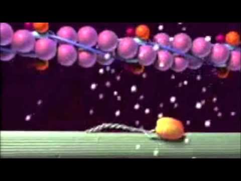 Muscle contraction Animation - BioSolutions