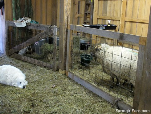 Lambing season begins! (9) - FarmgirlFare.com