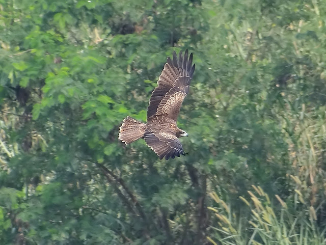 黑鳶、老鷹/無限台南