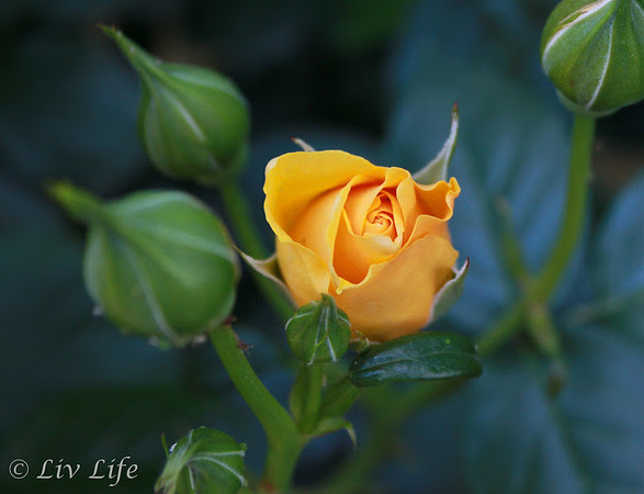 Yellow Rose and buds