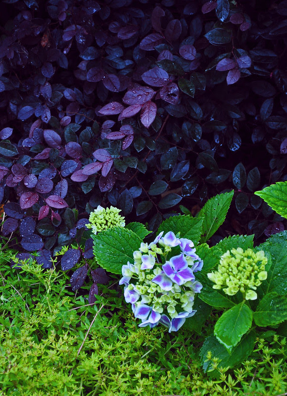 Hydrangea macrophylla 'Frau Kinue' (Angel Robe) (2)