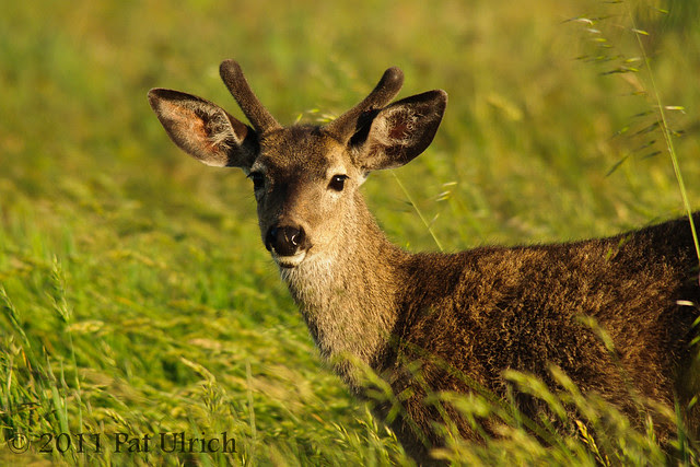 Young buck in velvet - Pat Ulrich Wildlife Photography