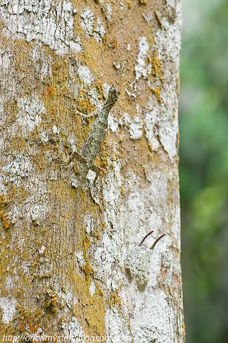 Draco and Pyrops oculata...IMG_4005 copy