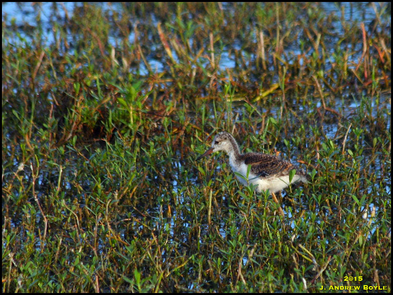 Black-necked Stilt Black-necked Stilt