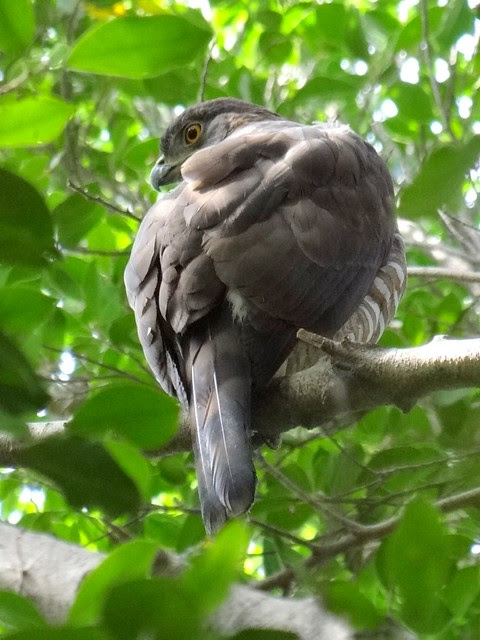 鳳頭蒼鷹/無限台南