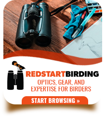 Redstart Birding. Click to Learn More!