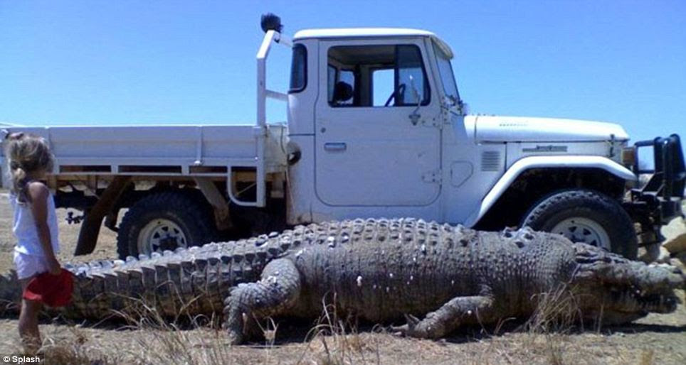 Monster: The 6.5m crocodile had been targeting cattled before it was shot and killed in Manangoora