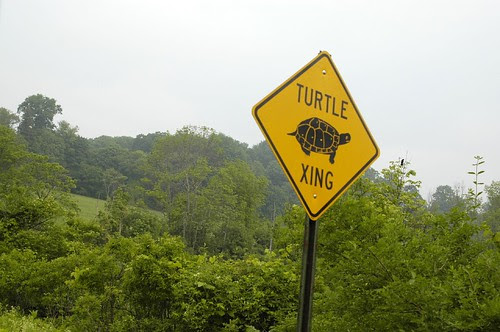 Turtle Xing