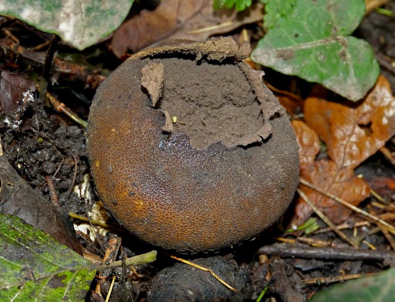 28967 - Scaly Earthball