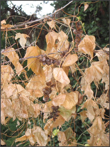 11 dry leaves
