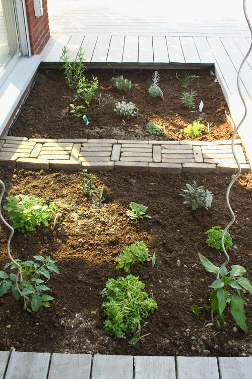 my herb 'garden'