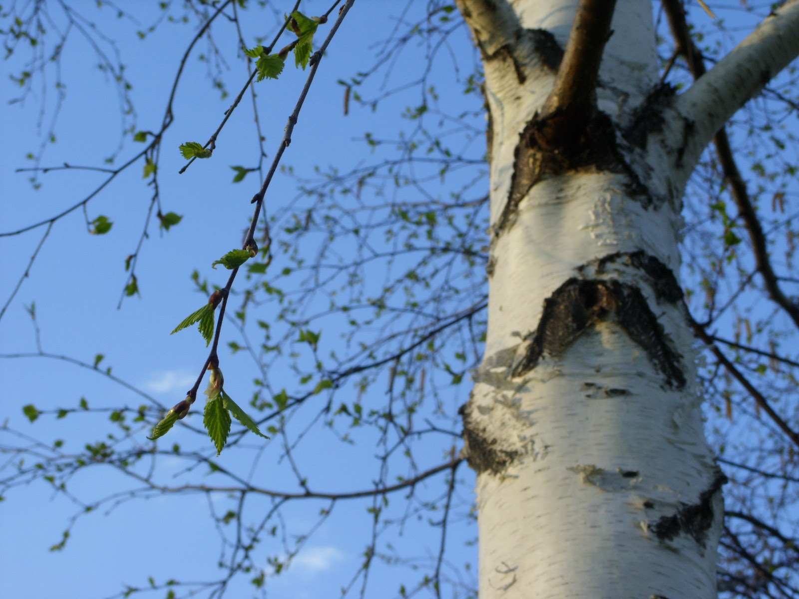 На березке появились. Betula pubescens ствол. Распускание почек березы. Береза распускается весной. Дерево береза весной.