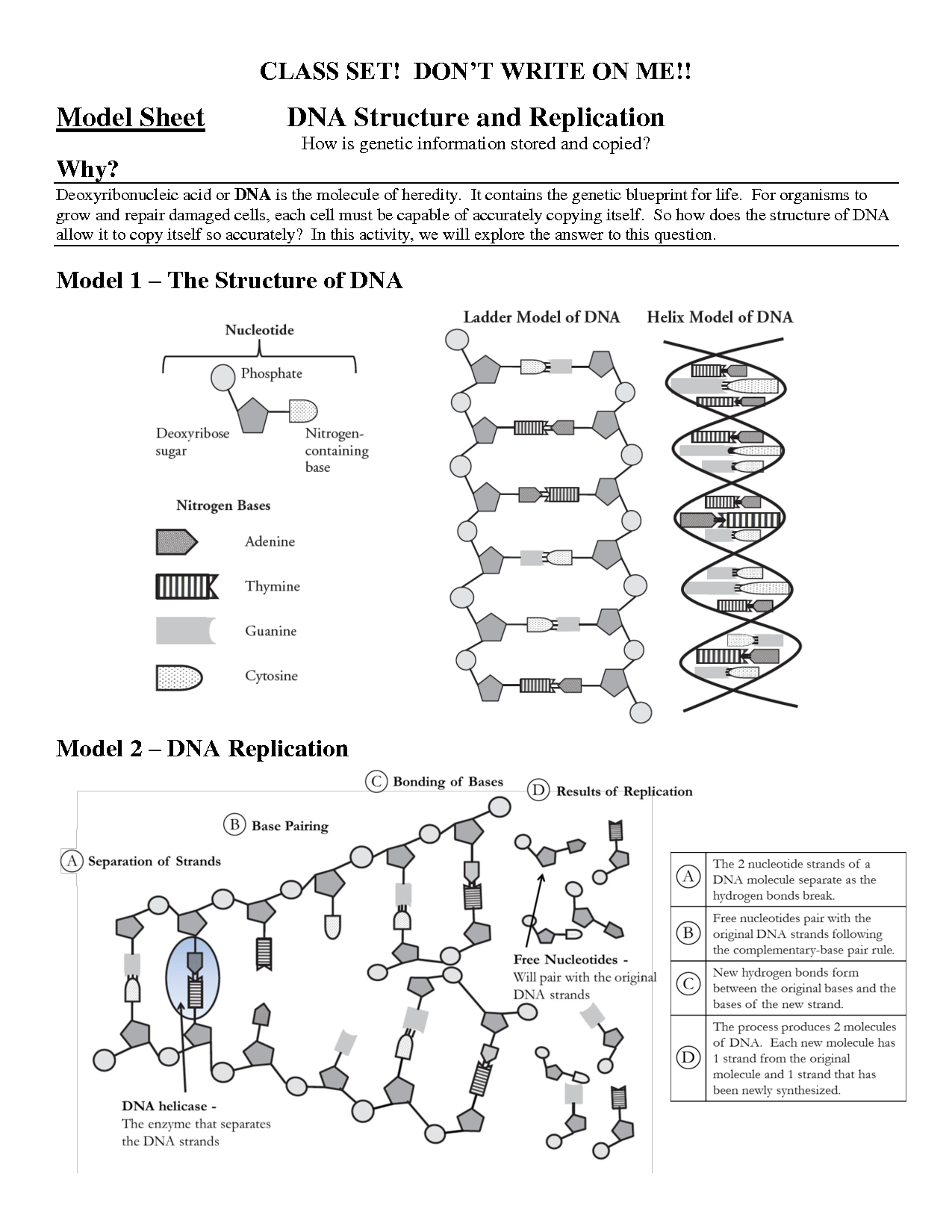 11 Best Images of DNA Replication Structure Worksheet And Answers Throughout Dna Structure And Replication Worksheet