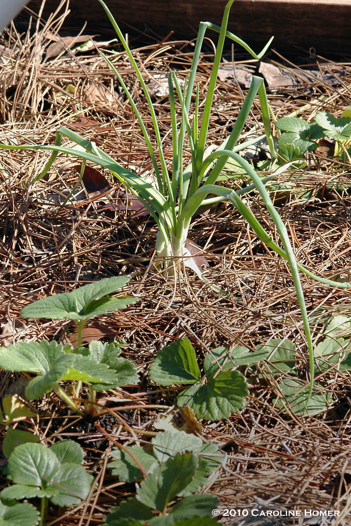 Companion plants: onions & strawberries