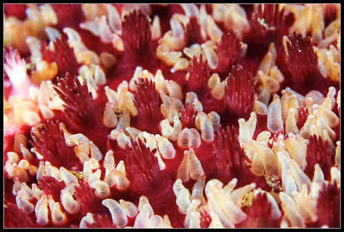 Crossaster skin