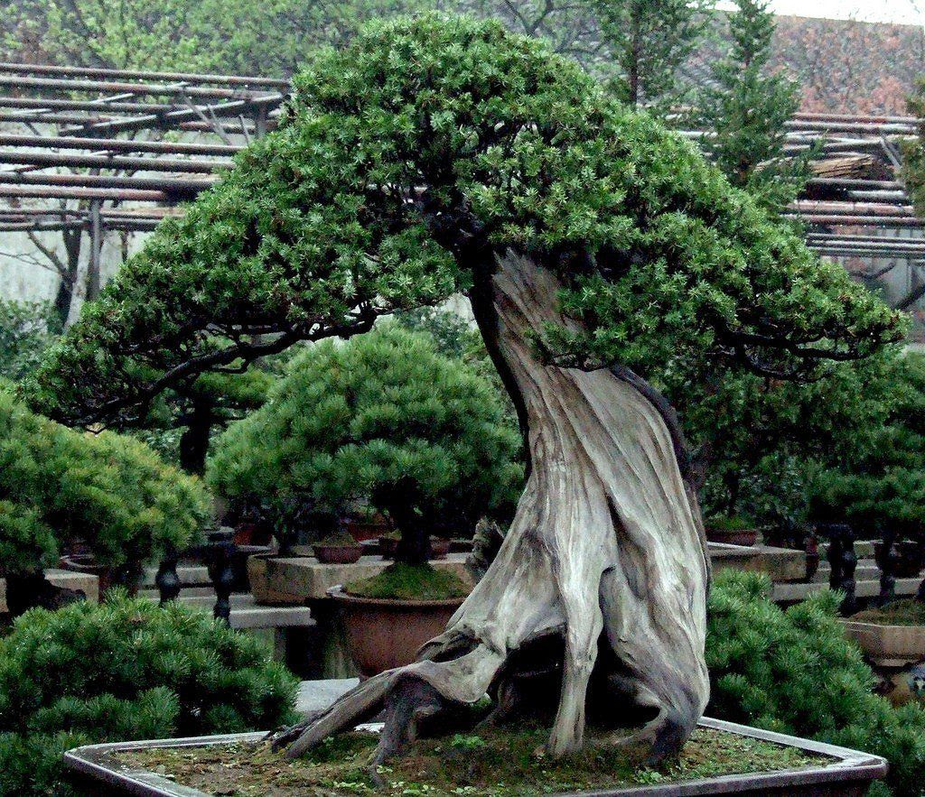 Bonsai Beringin Elegan Juara