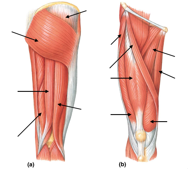 Upper Leg Tendon Anatomy / Upper Leg Muscles Diagram Quizlet