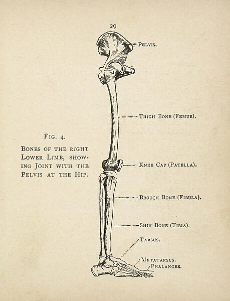 Leg Bone Diagram / Human Leg Bone Structure - Human Anatomy Details