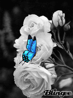 Бабочка на розах