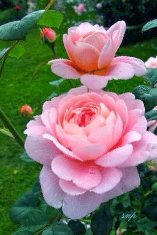 Шикарные розовые бутоны цветов.