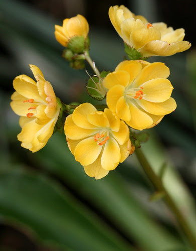 Lewisia 'Yellow Form'