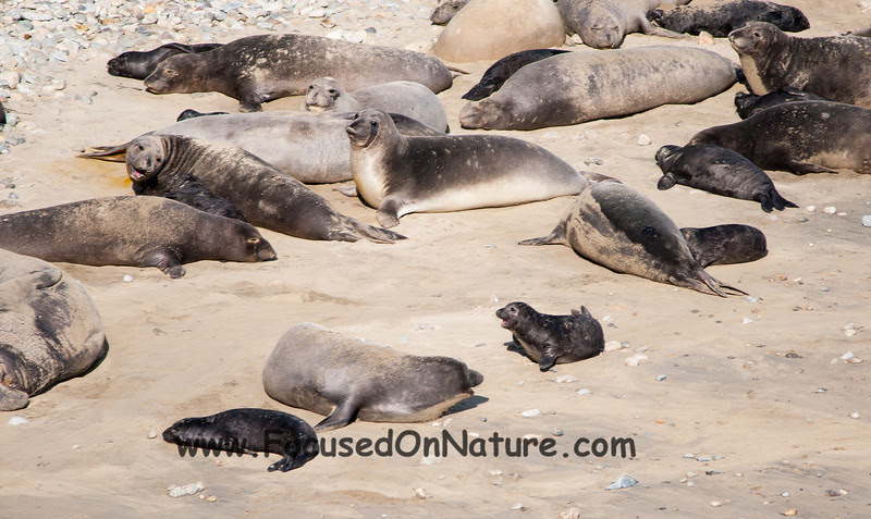 Elephant Seals with Babies