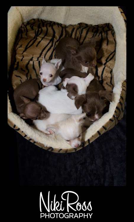 Puppies4