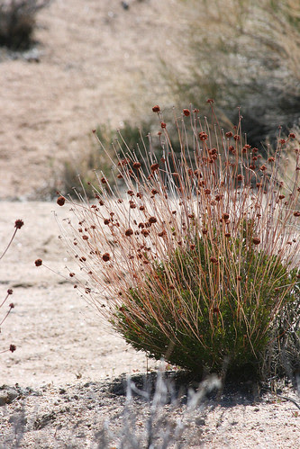 unknown eriogonum