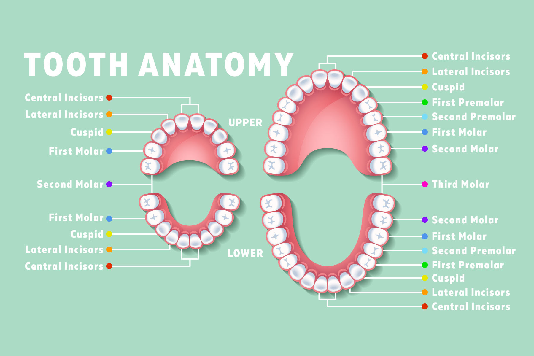 How Many Teeth Does The Average 1 Year Old Have TeethWalls