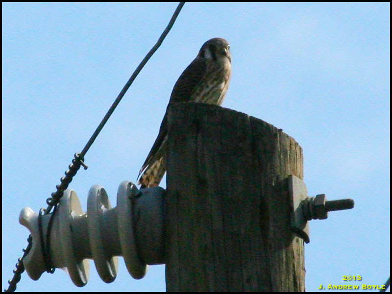 American Kestrel American Kestrel