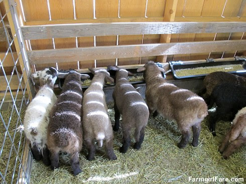 All in a day (3) - Chowing down in the lamb creep feeder - FarmgirlFare.com
