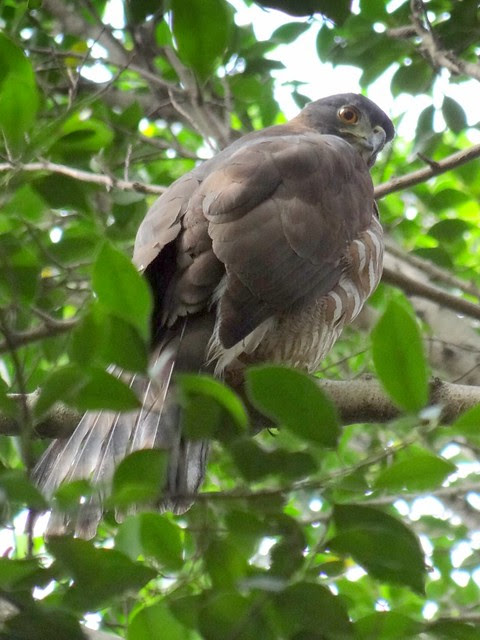鳳頭蒼鷹/無限台南