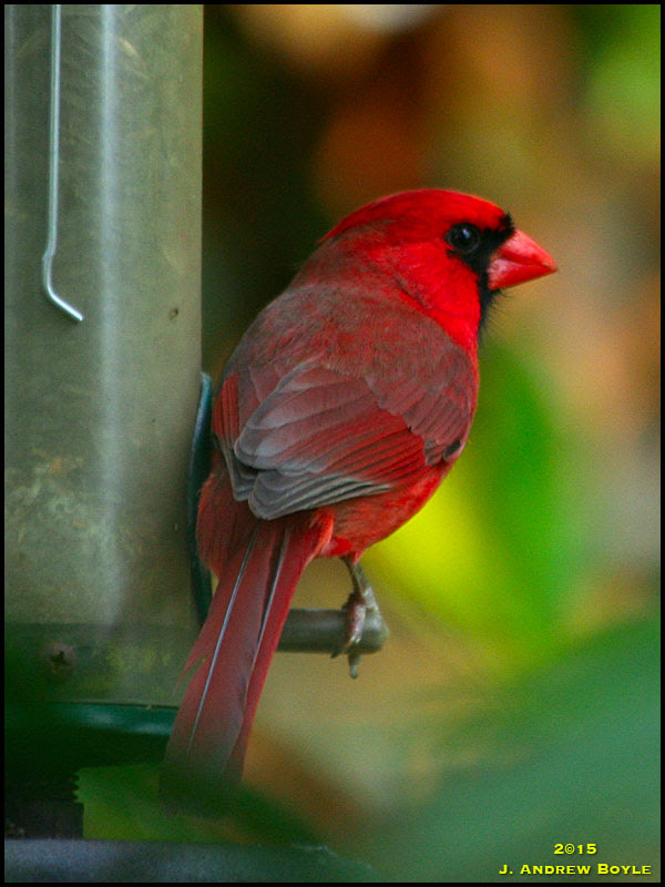 Northern Cardinal Northern Cardinal