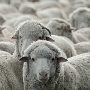 You Should Feel Sorry For Sheeple; Here’s Why
