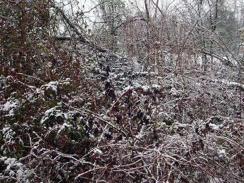 On the trees