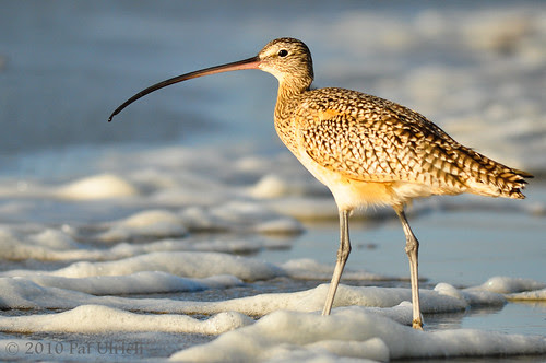 Curlew at Morro Bay