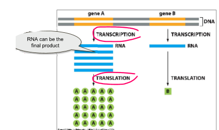 Dna Replication Worksheet Answer Key Quizlet : Academic Biology Dna