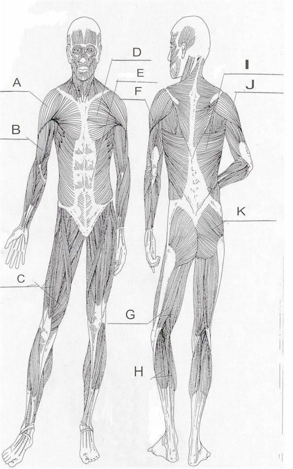 Printable Muscles Of The Body Human Anatomy