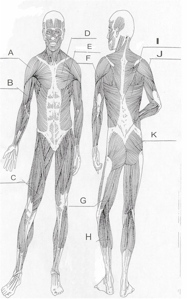 Printable Muscle Anatomy Chart / Muscle Chart 5 Free Templates In Pdf Word Excel Download - Freetrainers.com has a vast selection of exercises which are used throughout our workout plans.