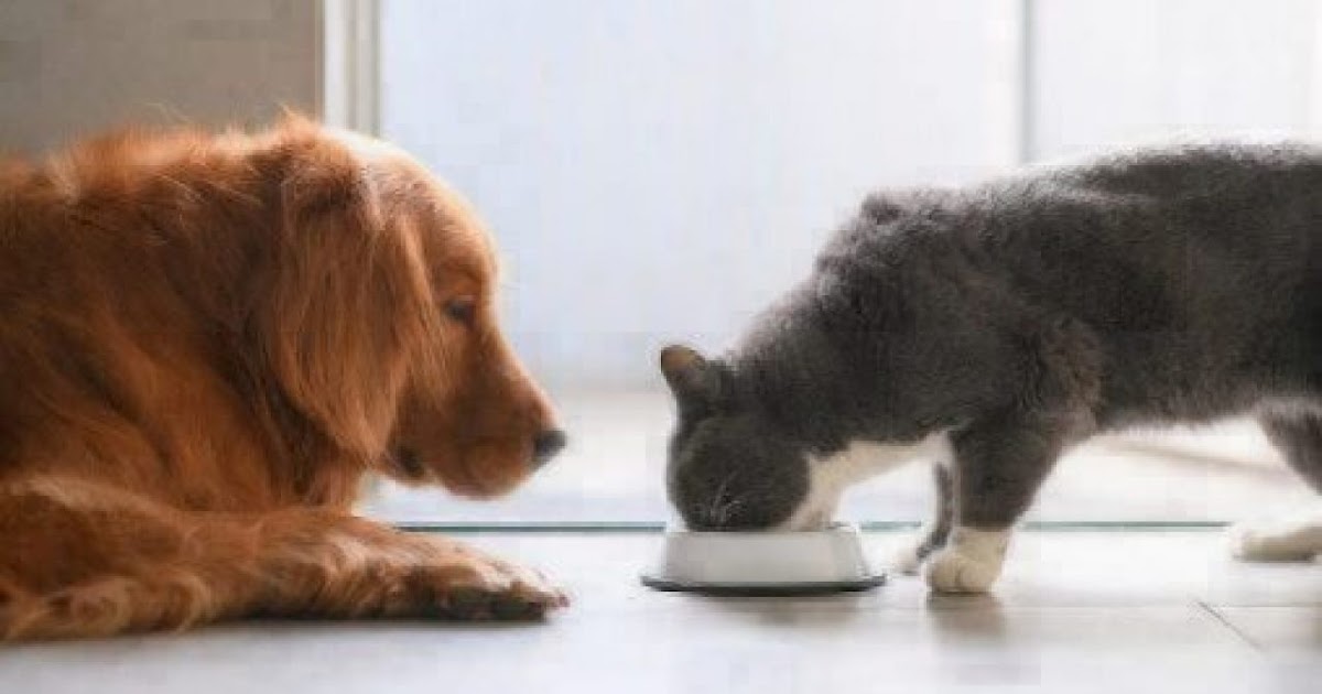 Pets Dog Eating Food - The W Guide